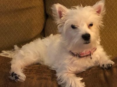 Ella Holly, a dog rescued and cared for by North Atlantic Westie Rescue