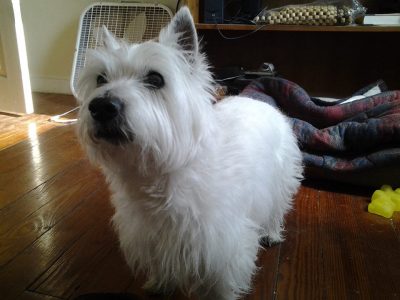 Emmy, a dog rescued and cared for by North Atlantic Westie Rescue