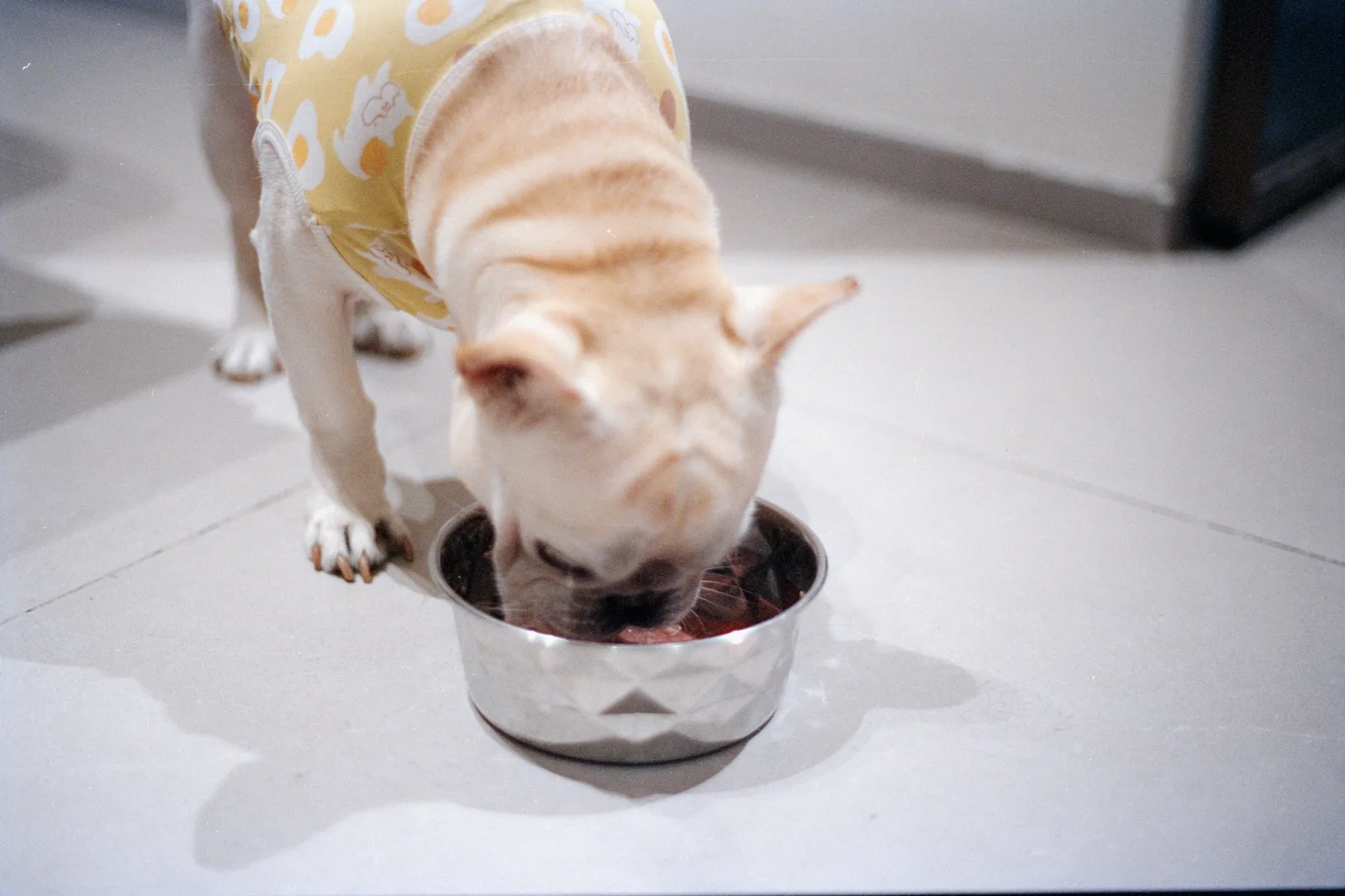 A white terrier sitting expectantly beside a food bowl