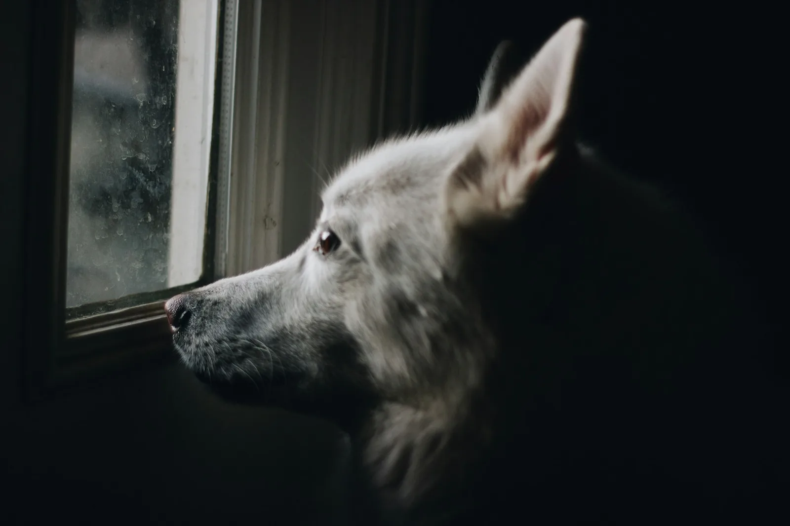 A small white dog looking out of a window in a quiet room