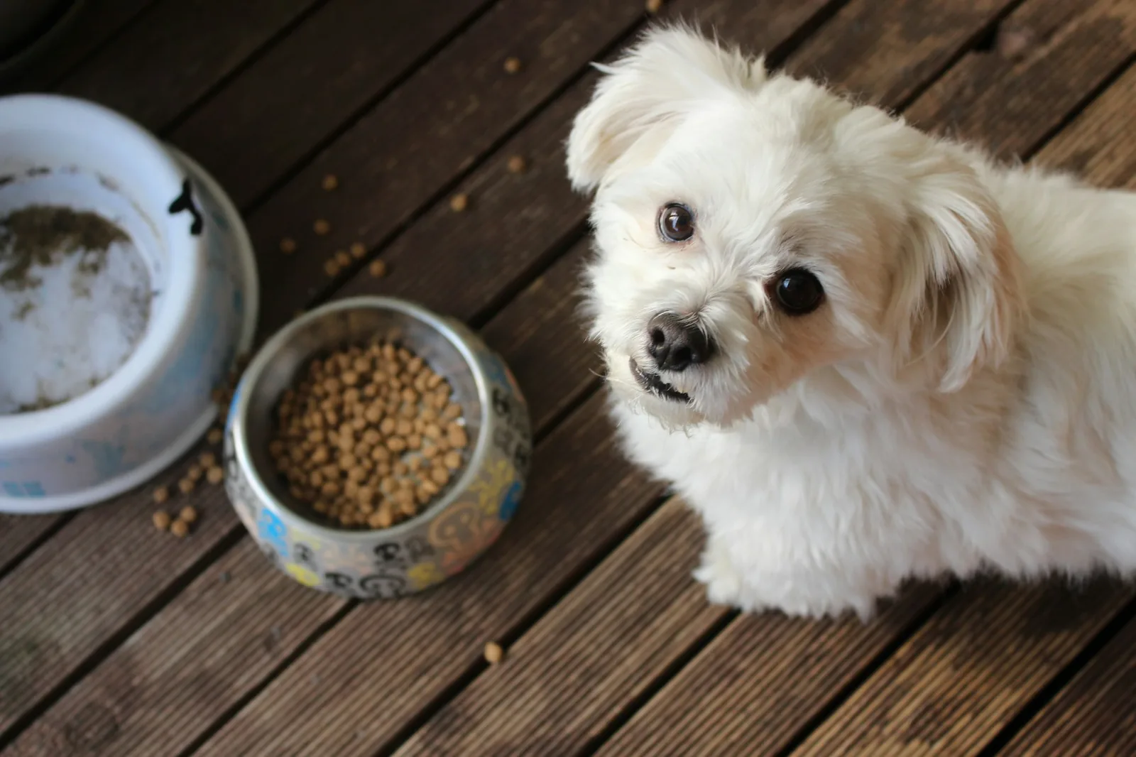 Dog food and basic supplies laid out on a kitchen counter