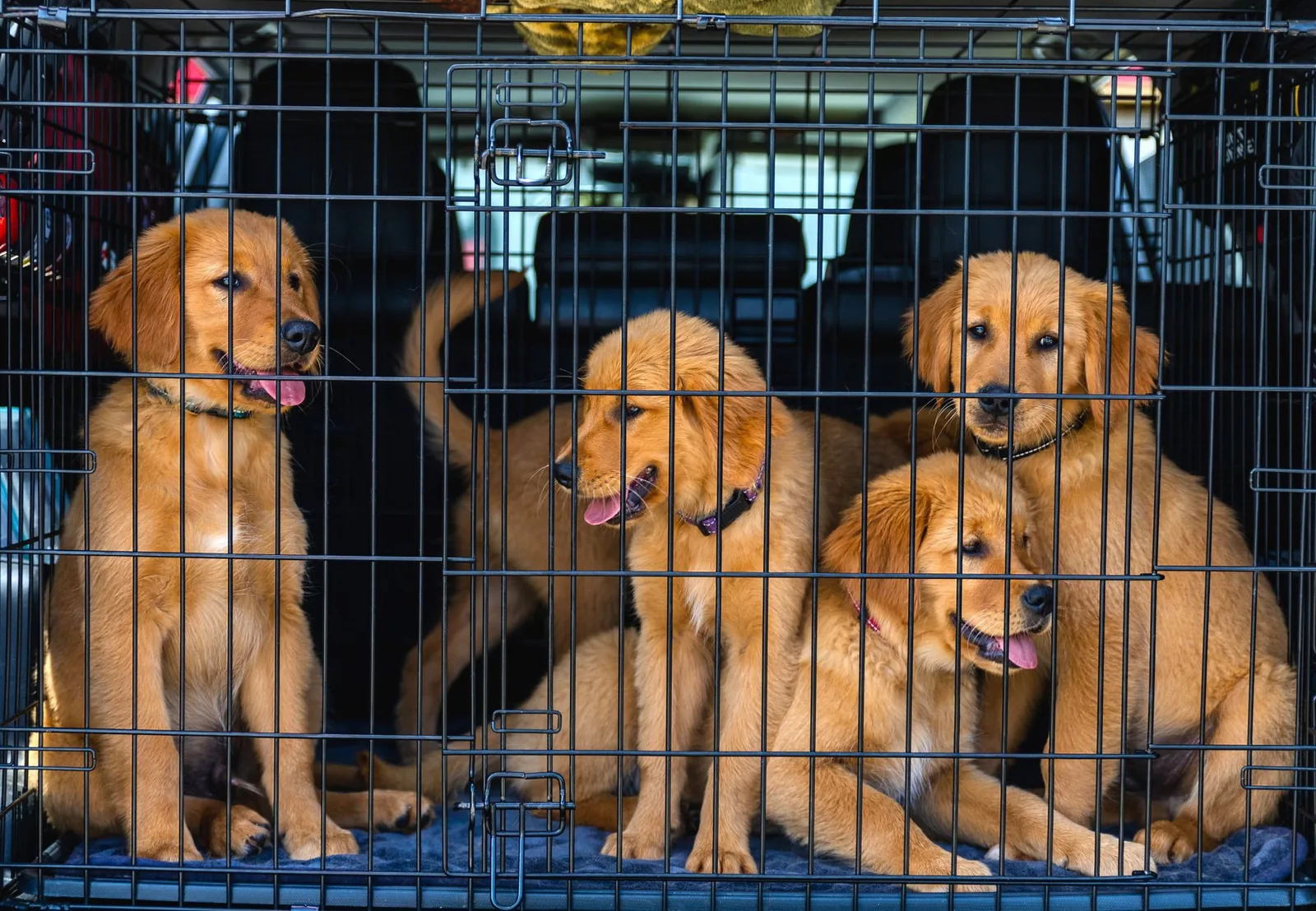 A dog looking out from a travel crate in the back of a car