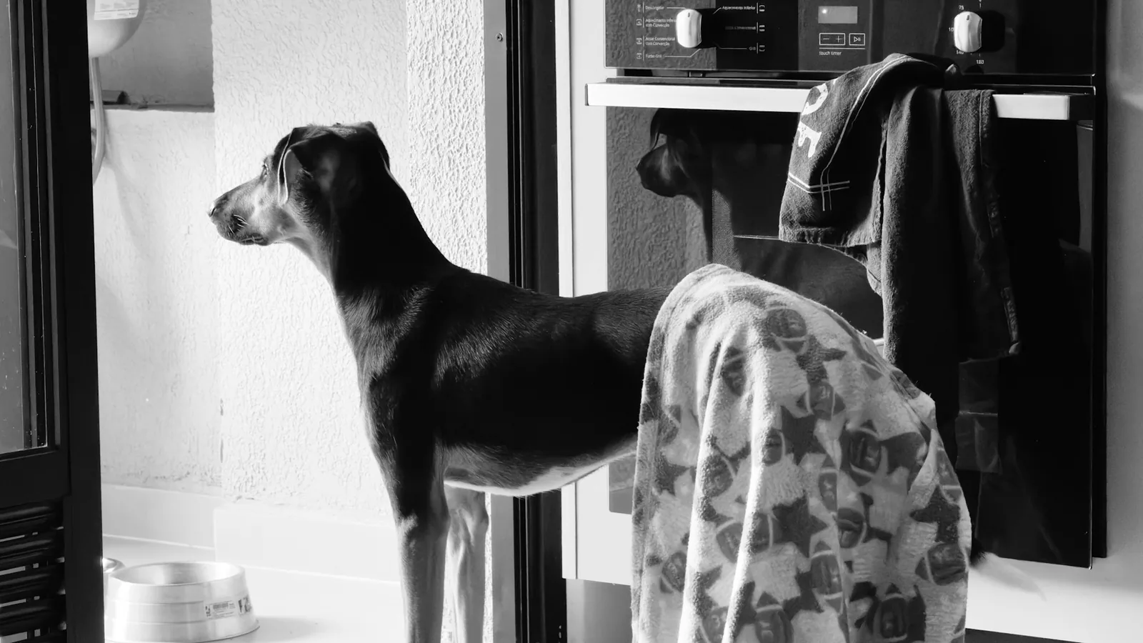 A dog standing on a kitchen floor watching its carer