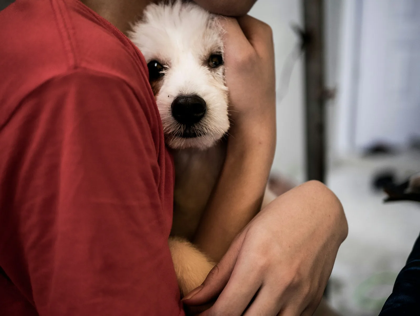 A person holding a small white dog close on a sofa
