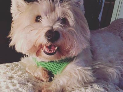 Franklin, a dog rescued and cared for by North Atlantic Westie Rescue