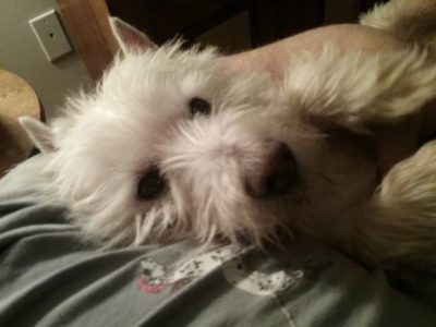 Frederick, a dog rescued and cared for by North Atlantic Westie Rescue