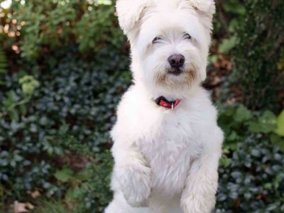 Frosty, a dog rescued and cared for by North Atlantic Westie Rescue