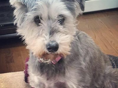 Gemma, a dog rescued and cared for by North Atlantic Westie Rescue