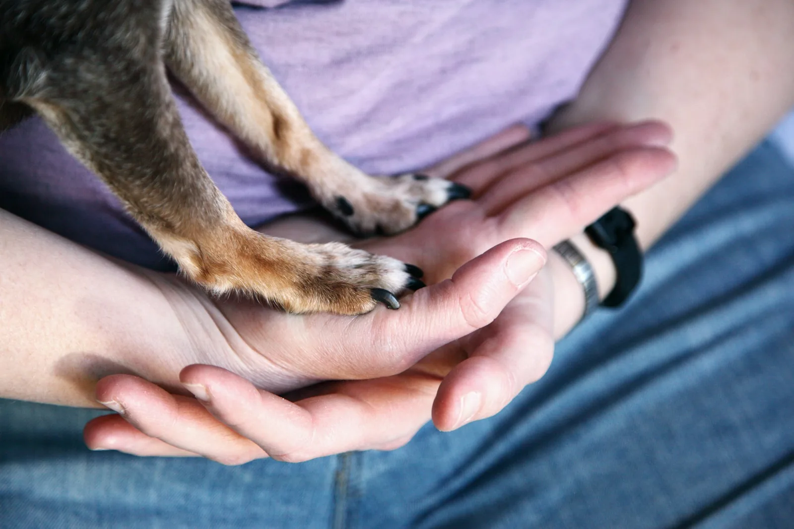 A person’s hands resting gently on an old dog’s paw