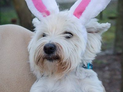 George Henry, a dog rescued and cared for by North Atlantic Westie Rescue