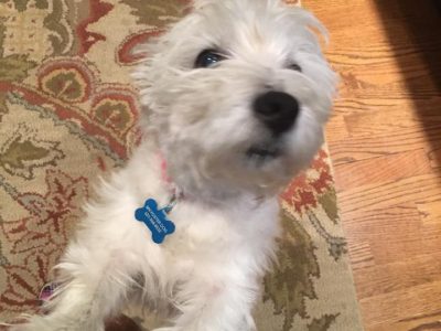Glenn (formerly Jade), a dog rescued and cared for by North Atlantic Westie Rescue