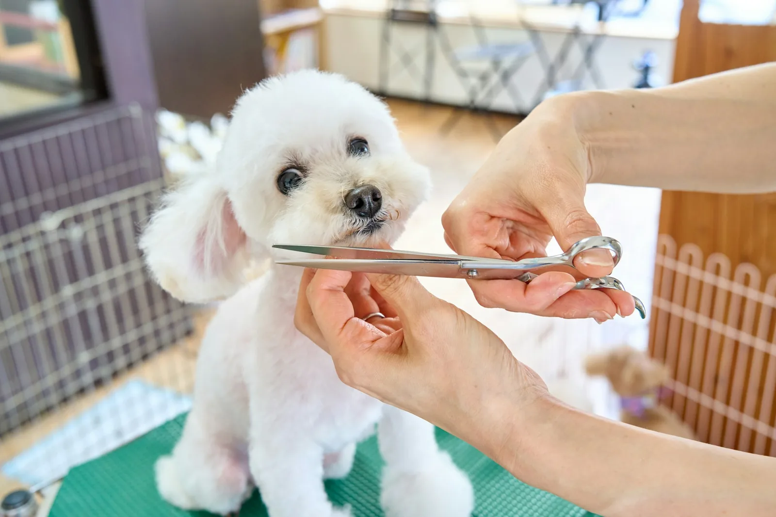 A groomer working through a dog’s coat by hand on a grooming table