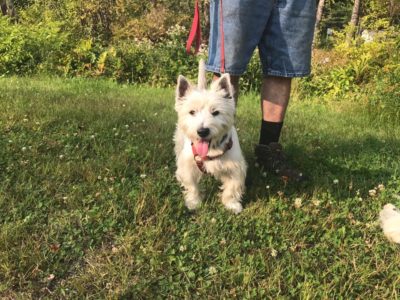 Harley, a dog rescued and cared for by North Atlantic Westie Rescue