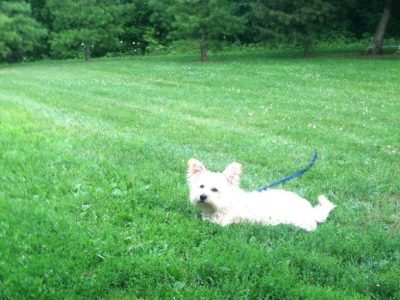 Harley, a dog rescued and cared for by North Atlantic Westie Rescue