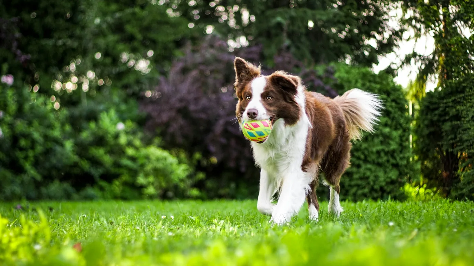 A lean, fit terrier moving across grass