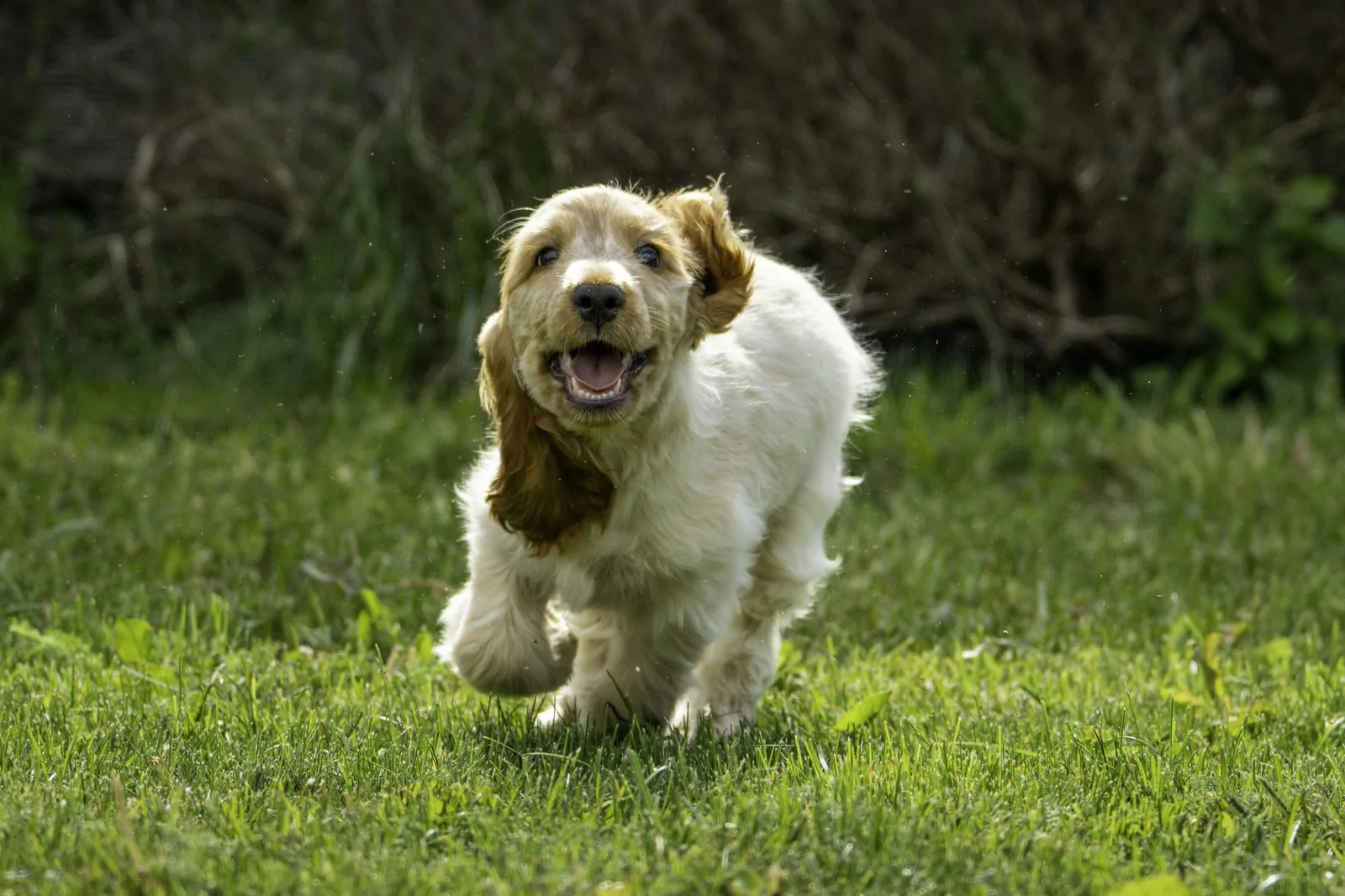 A white terrier running happily across open grass