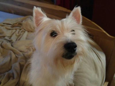Heather, a dog rescued and cared for by North Atlantic Westie Rescue