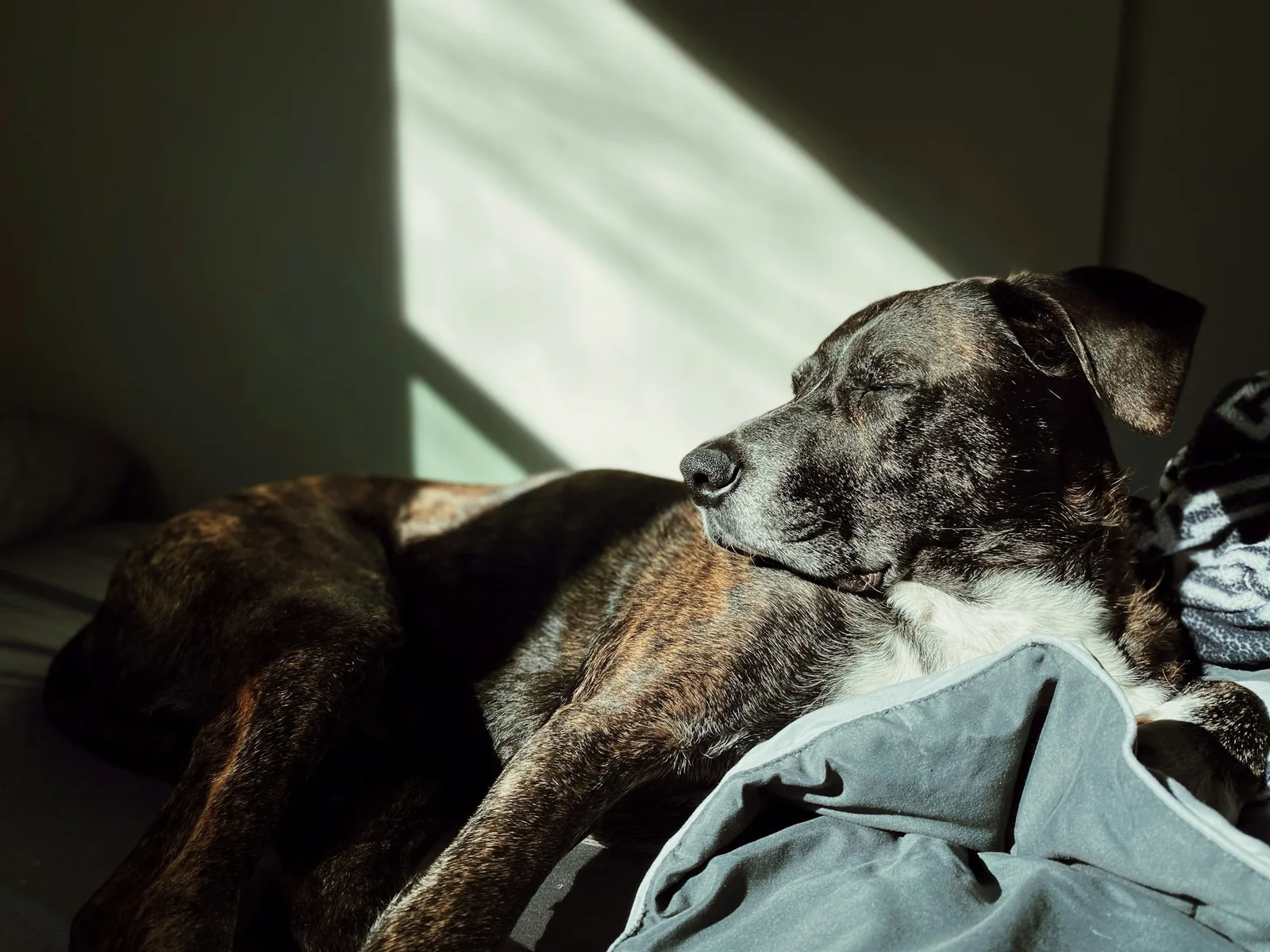 An elderly dog resting peacefully on a soft blanket