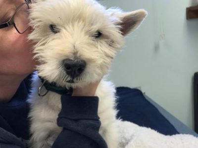 Irving, a dog rescued and cared for by North Atlantic Westie Rescue