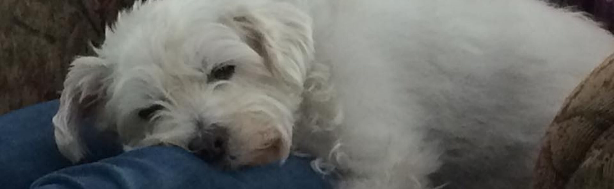Jackson, a Westie rescued by North Atlantic Westie Rescue, resting on a lap