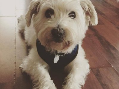Jackson, a dog rescued and cared for by North Atlantic Westie Rescue