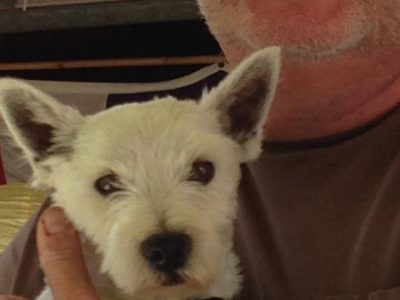 Jacob Murphy Raleigh, a dog rescued and cared for by North Atlantic Westie Rescue