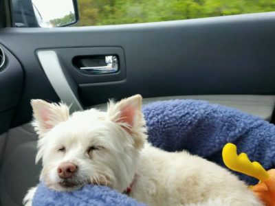 Jake, a dog rescued and cared for by North Atlantic Westie Rescue