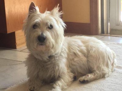 Jax, a dog rescued and cared for by North Atlantic Westie Rescue