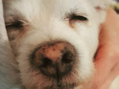 Kiwi, a dog rescued and cared for by North Atlantic Westie Rescue