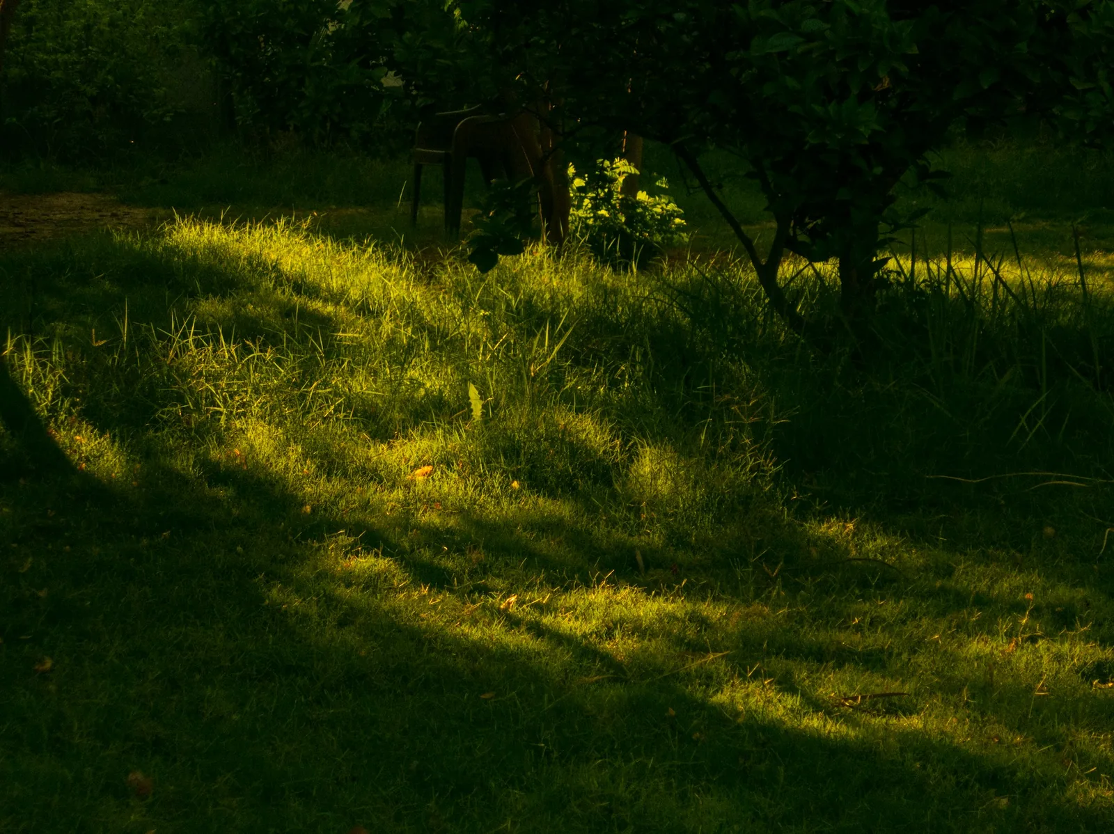 An elderly dog lying in the sun in a garden