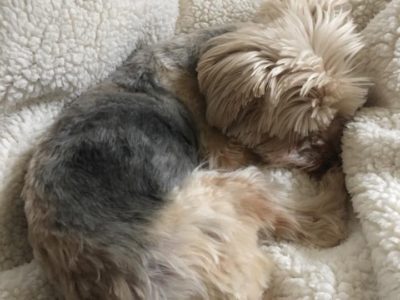Lilly Bug, a dog rescued and cared for by North Atlantic Westie Rescue