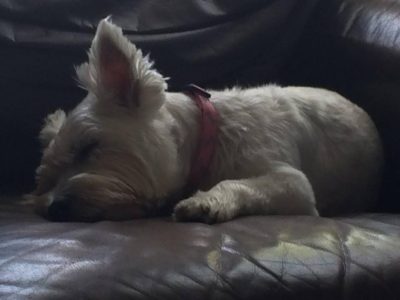 Lily, a dog rescued and cared for by North Atlantic Westie Rescue