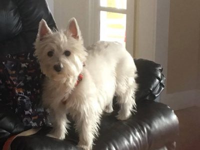 Lily, a dog rescued and cared for by North Atlantic Westie Rescue