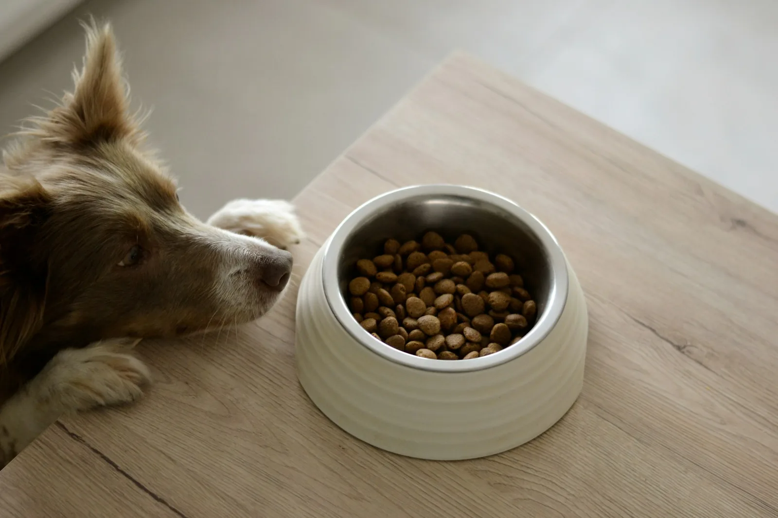 A dog bowl filled with dry food on a kitchen floor