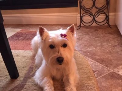 Lola, a dog rescued and cared for by North Atlantic Westie Rescue