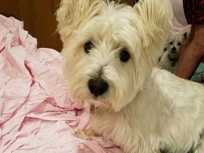 Louie, a dog rescued and cared for by North Atlantic Westie Rescue
