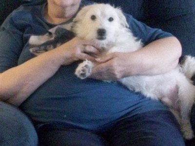 Luca, a dog rescued and cared for by North Atlantic Westie Rescue
