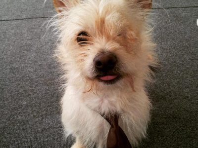 Lucky, a dog rescued and cared for by North Atlantic Westie Rescue