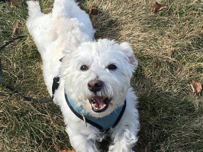 Marley, a dog rescued and cared for by North Atlantic Westie Rescue