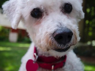 Martin, a dog rescued and cared for by North Atlantic Westie Rescue