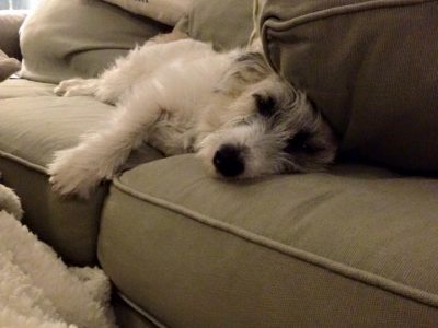 Max, a dog rescued and cared for by North Atlantic Westie Rescue
