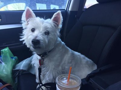 Max, a dog rescued and cared for by North Atlantic Westie Rescue