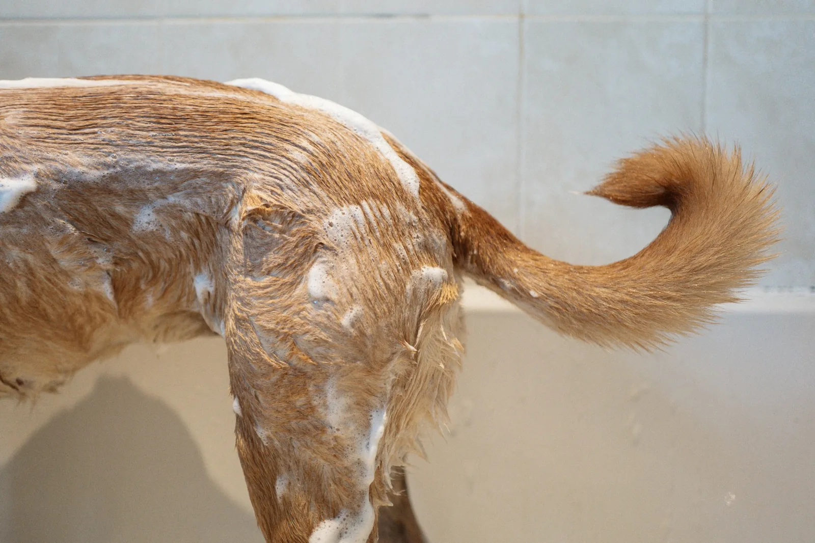 A small dog being washed in a bath with lathered shampoo