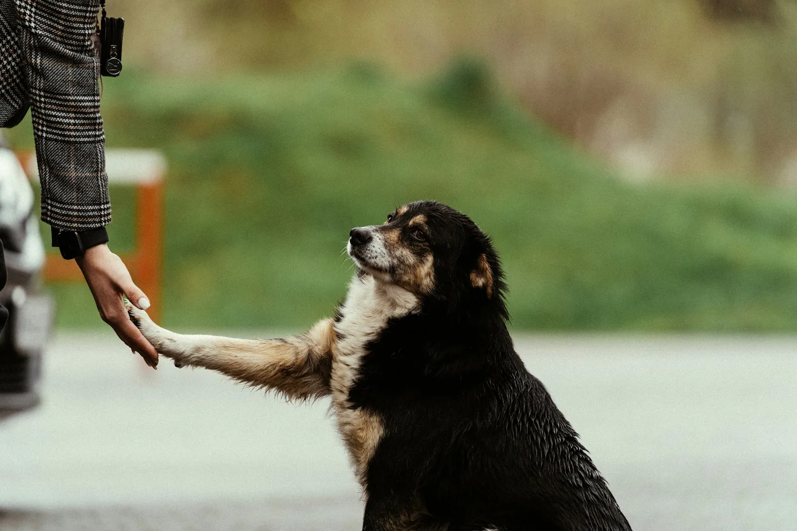 A person crouching down to greet a small dog on a lead
