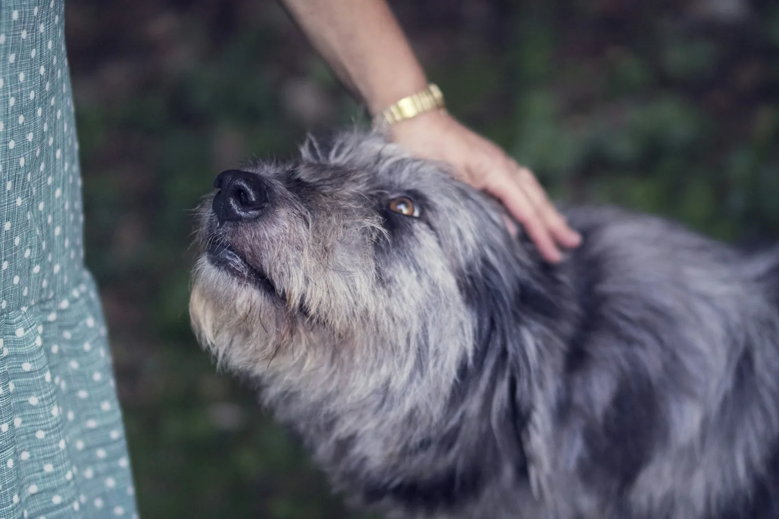 A person introducing a small dog to a visitor in a garden