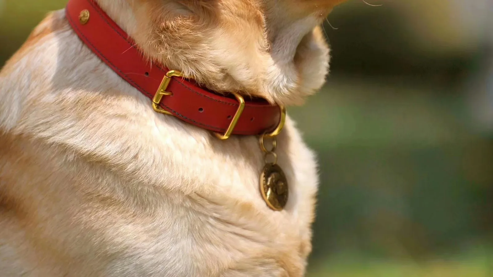 A worn dog collar resting on a wooden table