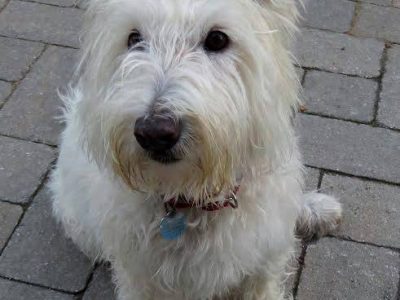 Molly, a dog rescued and cared for by North Atlantic Westie Rescue