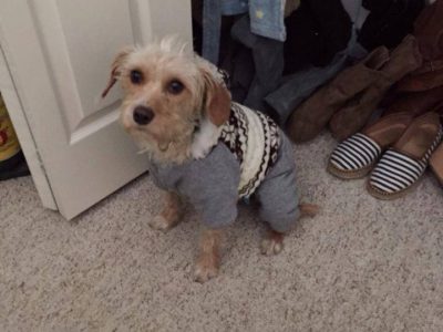 Molly, a dog rescued and cared for by North Atlantic Westie Rescue