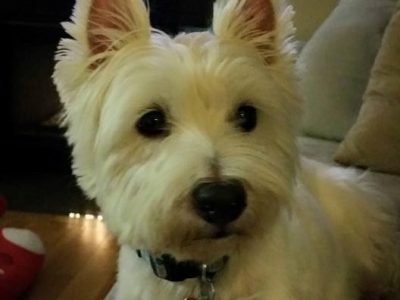 Morgan, a dog rescued and cared for by North Atlantic Westie Rescue
