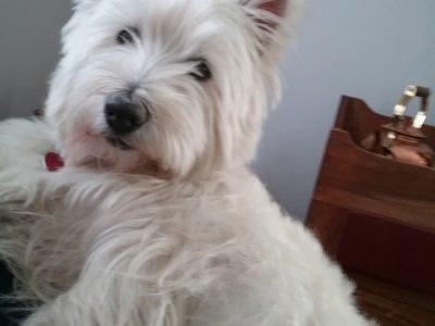 Mr. Snow, a dog rescued and cared for by North Atlantic Westie Rescue